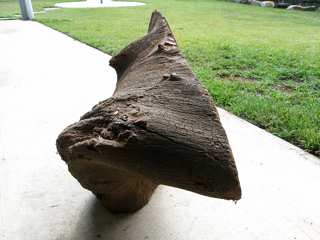 unusual shaped piece of Red Cedar 
